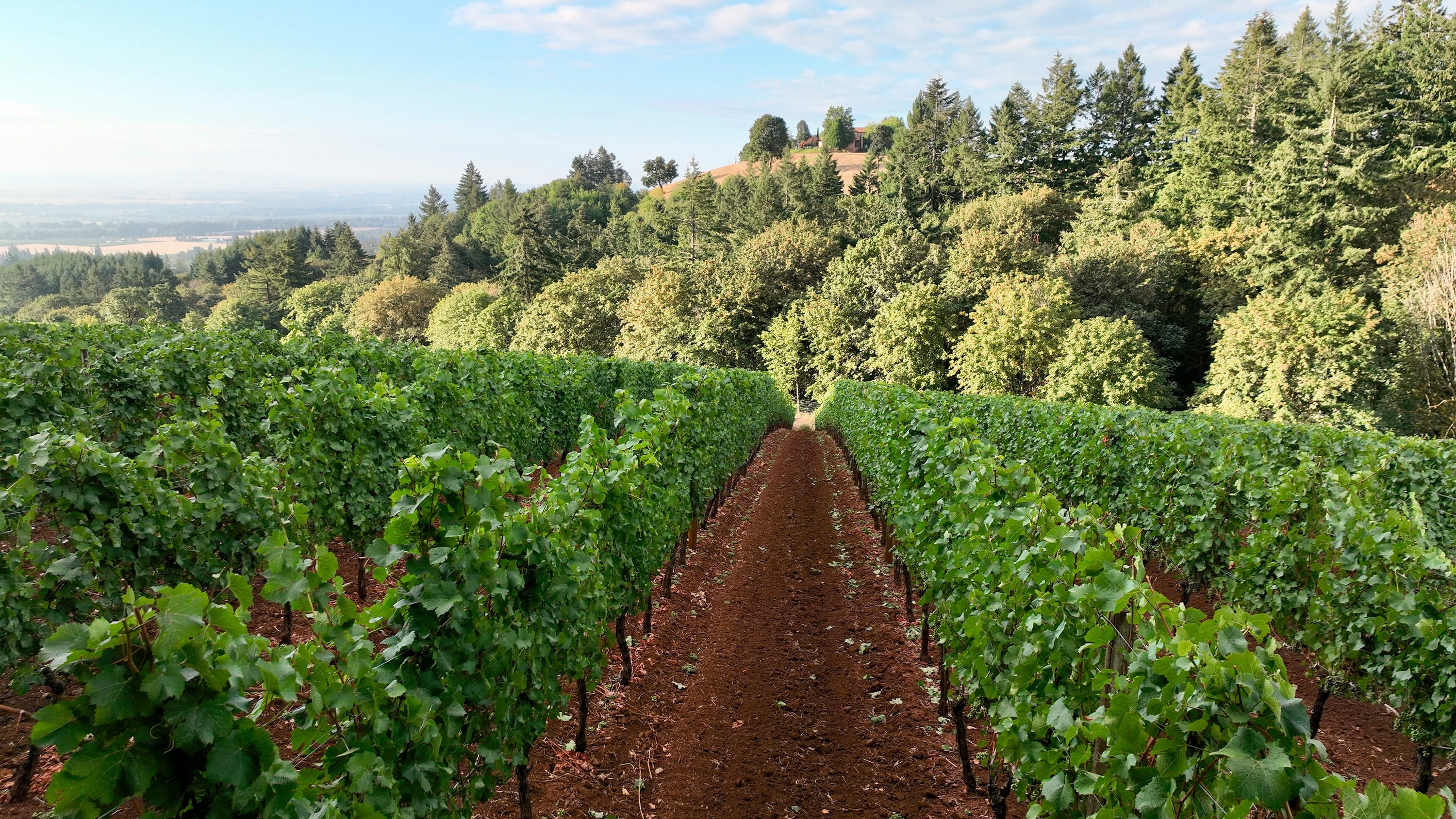 Domaine Serene’s 1st Chardonnay Vintage